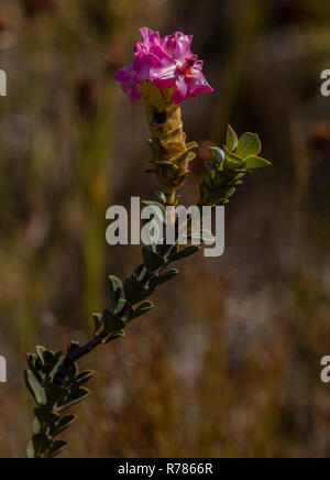 Candele di natale, Saltera sarcocolla, in fiore nei fynbos, Fernkloof Riserva Naturale del Capo, in Sud Africa. Foto Stock