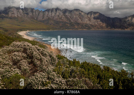 Fynbos in Kogel Bay e il Kogelberg Riserva della Biosfera, Kogelberg Mountain Range, a est di Città del Capo, Sud Africa Foto Stock