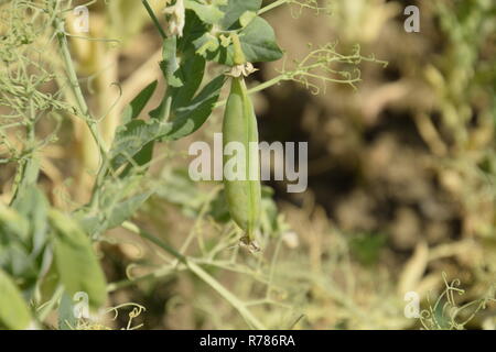 Piselli verdi nel campo. Piselli in crescita nel settore. Gli steli e baccelli di piselli Foto Stock