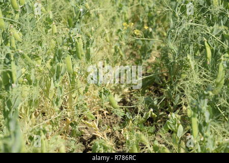 Piselli verdi nel campo. Piselli in crescita nel settore. Gli steli e baccelli di piselli Foto Stock