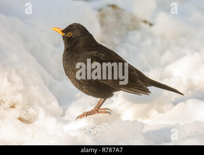 Merlo comune in piedi nella neve Foto Stock