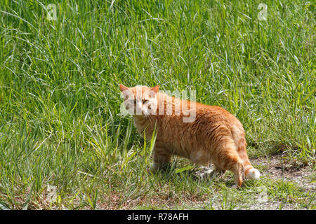 Il gatto domestico, orange tabby, caccia in un prato in primavera, Sassonia-Anhalt, Germania Foto Stock