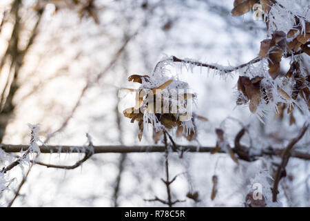 Close-up di brina su Acero (semi di elicotteri) in una fredda giornata invernale. Foto Stock