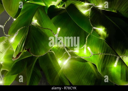 Composizione astratta di accesa ghirlanda appesa al banana tree Foto Stock