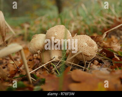 Fungo crescente fuzz-ball in foresta Foto Stock