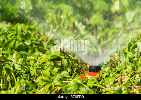 Close-up di un moderno sistema di sprinkler su un verde prato o prato in estate. Foto Stock