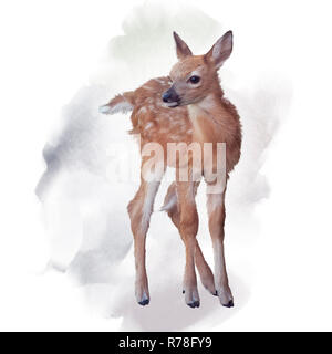 Culbianco Deer Fawn acquerello Foto Stock