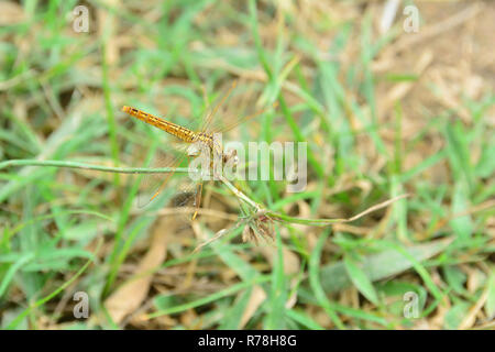 Closeup Dragonfly resto sul ramo di erba nella natura Foto Stock
