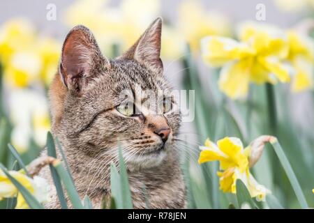 Il gatto domestico, tabby, Cipro Foto Stock