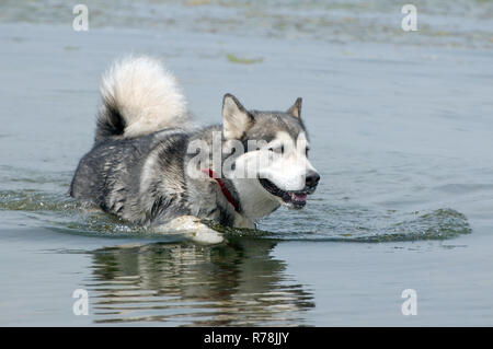 Alaskan Malamute (Canis lupus familiaris) nell'acqua, il Mare del Giappone, Vladivostok, Primorsky Krai, Russia Foto Stock