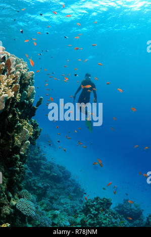 Freediver diving in prossimità di una barriera corallina, Mar Rosso, Egitto Foto Stock