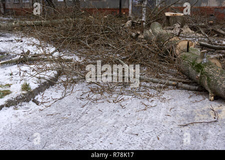 Rotture di alberi di fronte a casa segati Foto Stock