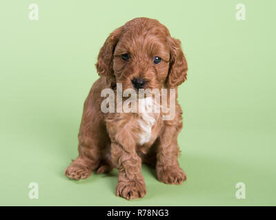 Cockapoo cucciolo di cane carino fotografia professionale Foto Stock