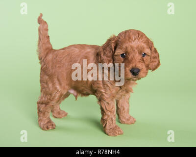 Cockapoo cucciolo di cane carino fotografia professionale Foto Stock