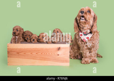 Cockapoo cucciolo di cane carino fotografia professionale Foto Stock