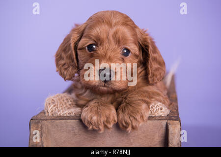 Cockapoo cucciolo di cane carino fotografia professionale Foto Stock