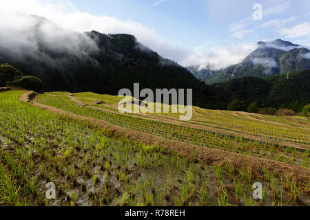 Maruyama Senmaida terrazze di riso in Giappone centrale, Maruyama-senmaida, Kumano, Giappone Foto Stock