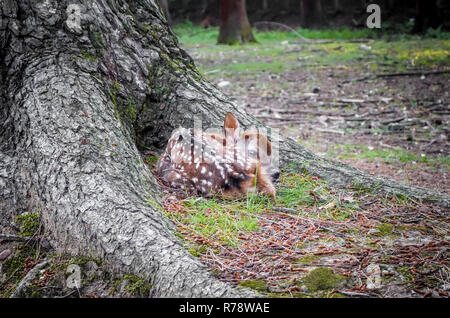 Sika fulvo cervo nel Parco di Nara foresta, Giappone Foto Stock