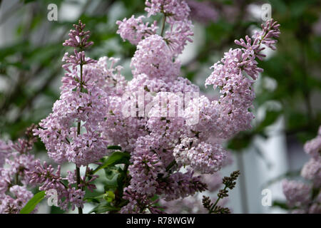 Lillà fiorisce un bel mazzo di closeup fioritura sbocciano fiori nel giardino Foto Stock