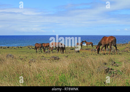 Gruppo di cavalli selvaggi pascolo a mare dell'Oceano Pacifico sull'isola di pasqua, Cile, Sud America Foto Stock