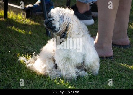 Pekingese dog con la lingua fuori in erba verde. Ritratto di felice pekingese dog giacente in erba in estate a piedi. Pekingese cane rosso in appoggio in campo e enjoyin Foto Stock