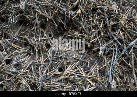 La consistenza di un marrone foresta naturale formicaio con formiche un sacco di piccoli insetti nella foresta. Lo sfondo Foto Stock