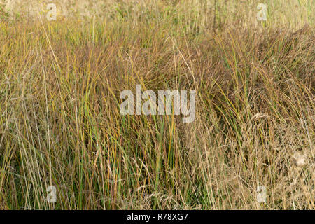 Poco bluestem su un nuvoloso giorno d'autunno. Noto anche come Schizachyrium scoparium o la barba di erba, è un North American prateria erba nativa per la maggior parte della t Foto Stock