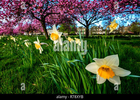 Gli alberi di ciliegio e narcisi in fiore nel parco Foto Stock