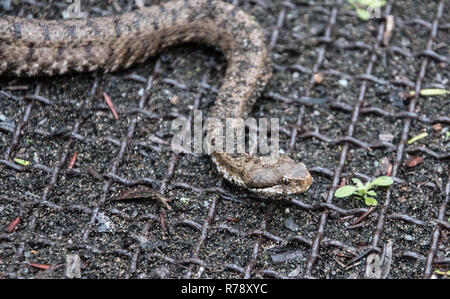 Femmina Viper asp (Vipera aspis francisciredi) su una griglia metallica. Foto Stock