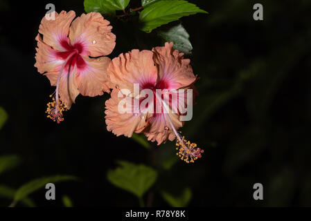 Hibiscus - nazionale malese Flower Foto Stock