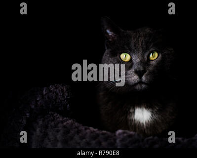 Tasto basso ritratto di un grigio scuro cat con sorprendente giallo verde occhi Foto Stock