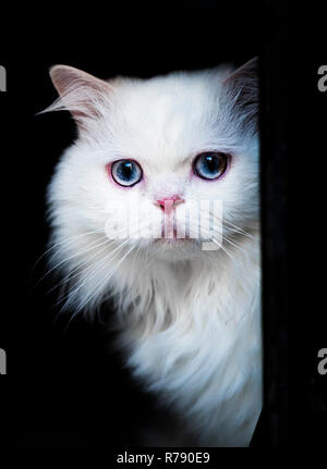 Bella bianco gatto persiano con gli occhi blu Foto Stock