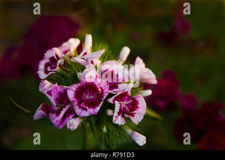 Fiore turco di garofano Foto Stock