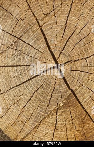 Sezione trasversale della struttura, sullo sfondo di legno Foto Stock