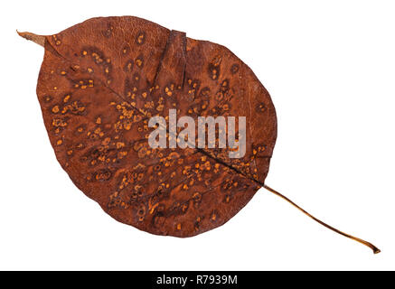 Cariati Foglie di autunno di pear tree isolato Foto Stock