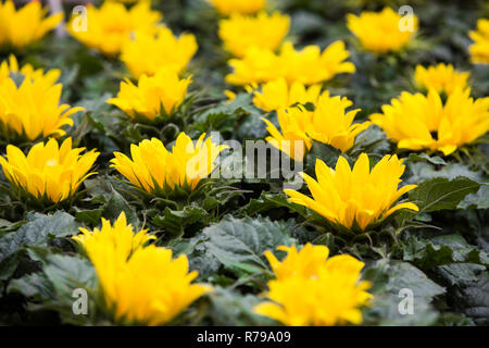 Un frame completo natura sullo sfondo di un giallo brillante con fiori lussureggianti e verdi foglie in una fila e riempimento del telaio con spazio di copia Foto Stock