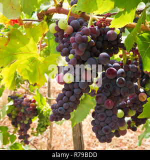 Uva nera per fare il vino che cresce Foto Stock