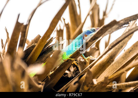 Maschio cubano lizard Allison (Anole Anolis allisoni), noto anche come il blue-guidato anole - Varadero, Cuba Foto Stock