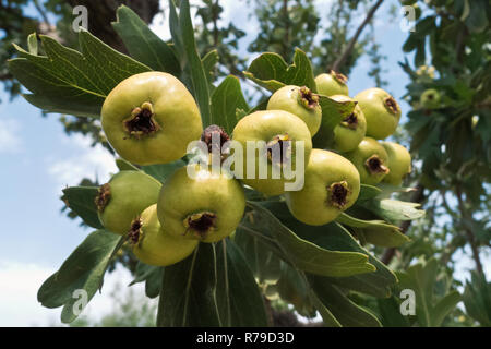 Nashi albero con il raccolto di maturazione. Foto Stock