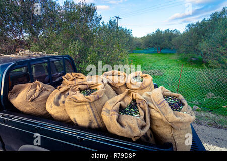 Raccolta olive fresche in sacchi in un campo di Creta, Grecia per la produzione di olio d'oliva Foto Stock