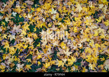 Caduto l'autunno foglie di acero in un giardino con golden colori autunnali ideale come una immagine backround Foto Stock