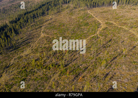 La deforestazione foto aerea. Drone shot della foresta distrutta in Romania. Il riscaldamento globale concetto Foto Stock