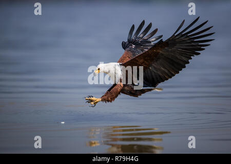 African Fish Eagle (Haliaeetus vocifer) in volo al lago Naivasha, Kenya Foto Stock