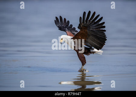 African Fish Eagle (Haliaeetus vocifer) colpisce e la cattura di pesci di lago Naivasha, Kenya Foto Stock