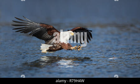 African Fish Eagle (Haliaeetus vocifer) colpisce e la cattura di pesci di lago Naivasha, Kenya Foto Stock