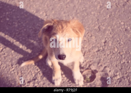 Confidando cucciolo cercando negli occhi Foto Stock