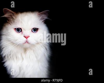 Bella pulita bianco gatto persiano, isolato su sfondo nero Foto Stock
