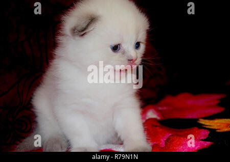 Little White fluffy gattino seduto su un divano rosso e leccare. Offeso viso carino britannico di piegatura. Foto Stock