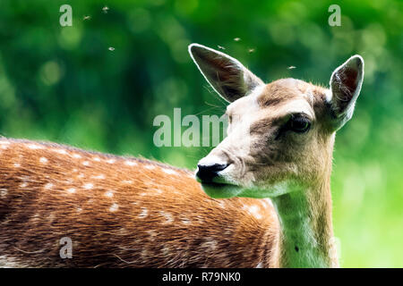 Wild femmina rosso cervo Foto Stock