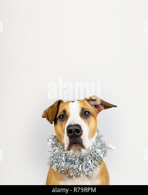 Carino bello cane nella decorazione di Natale attorno al collo. Ritratto di staffordshire terrier in sfondo bianco con il nuovo anno tinsel Foto Stock